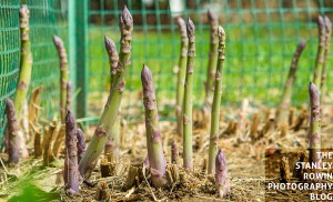 Asparagus Sprouting