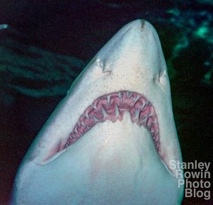 Underwater detail of shark showing teeth